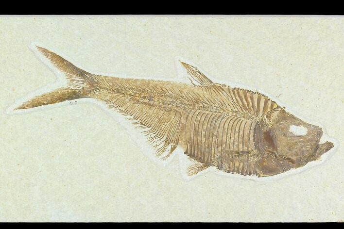 6.4" Fossil Fish (Diplomystus) - Green River Formation